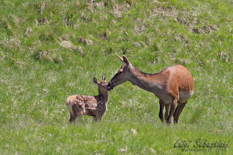 Cervo - Cervus elaphus